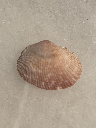 Broad Papercockle