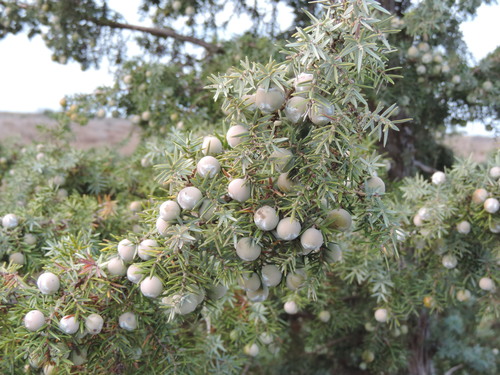 large-fruited juniper