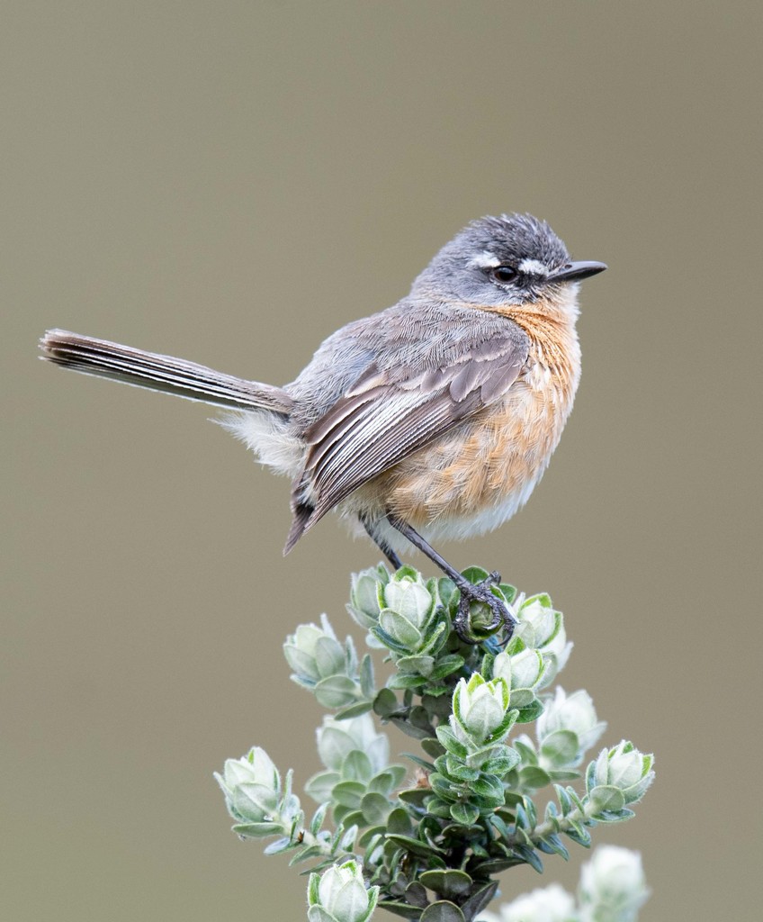 Gray-backed Tachuri photo
