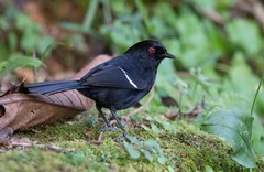 Pyriglena leucoptera