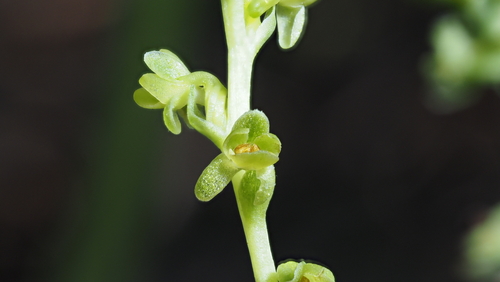 Platanthera cooperi, 2026-05-01