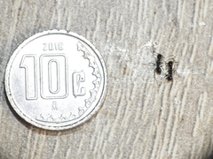 Pheidole hirtula