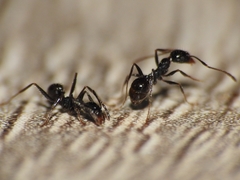 Pheidole hirtula