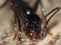 Pheidole hirtula