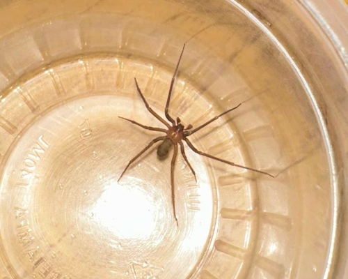 Amazon Recluse