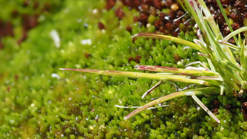 Deschampsia bolanderi observed 2026-05-01
