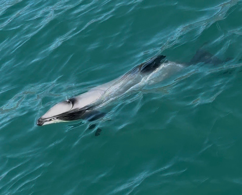 Cephalorhynchus hectori