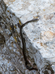 Hierophis viridiflavus carbonarius