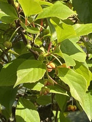 Schisandra arisanensis, photograph author not stated, no rights reserved