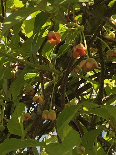Schisandra arisanensis, photograph 6