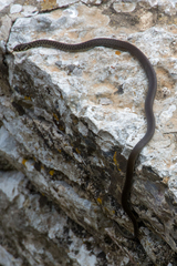 Hierophis viridiflavus carbonarius