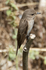 Muscicapa striata