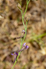 Delphinium consolida