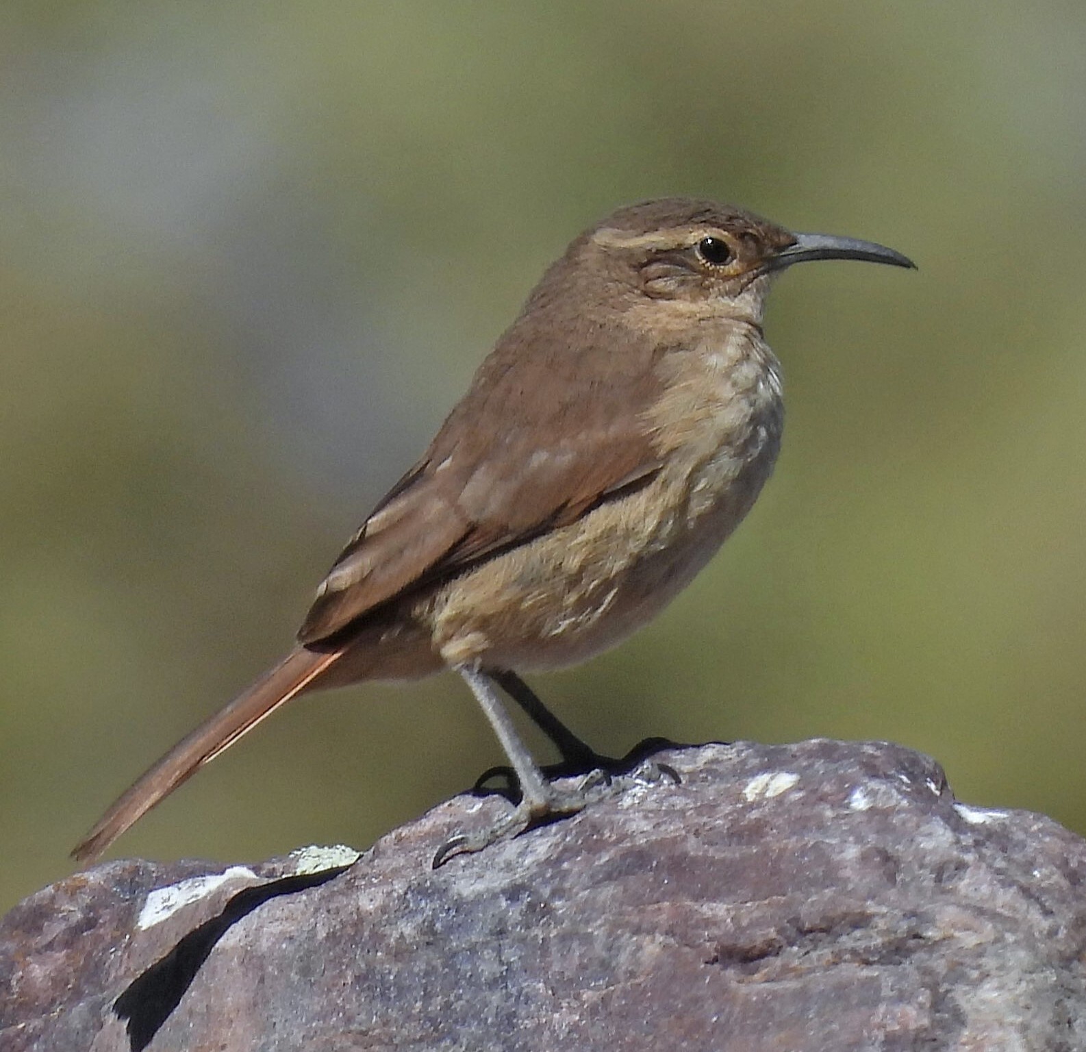 Buff-breasted Earthcreeper (Upucerthia validirostris), photo 3
