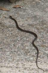 Hierophis viridiflavus carbonarius