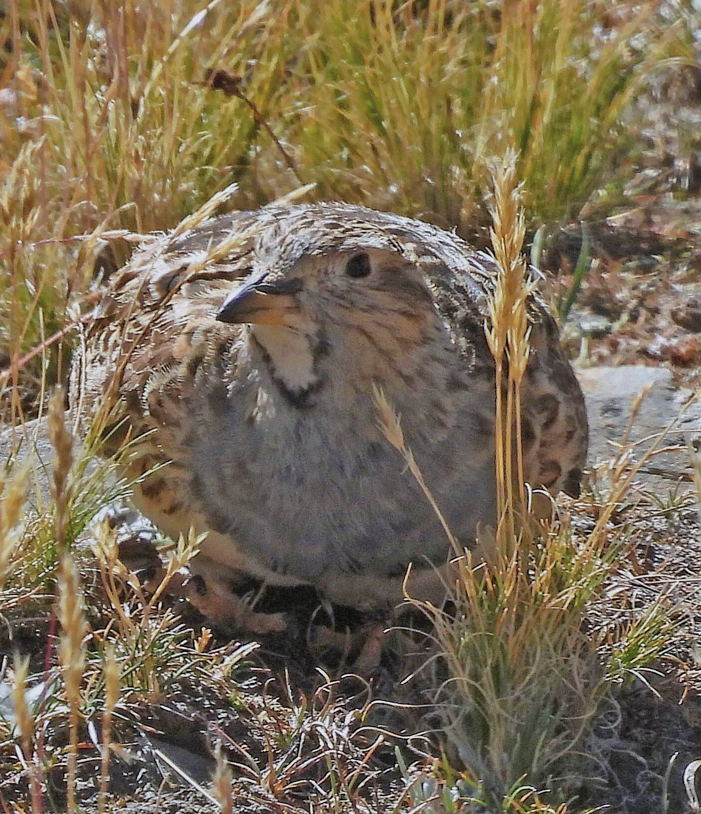 Grey-breasted Seedsnipe (Thinocorus orbignyianus), photo 8