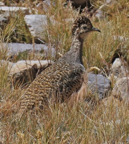 Ornate Tinamou (Nothoprocta ornata), photo 4