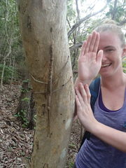 Acrophylla wuelfingi