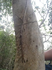 Acrophylla wuelfingi