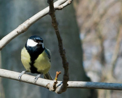 Parus major