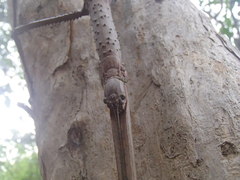 Acrophylla wuelfingi