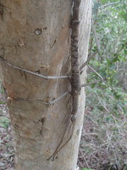 Acrophylla wuelfingi