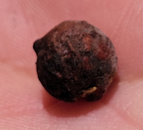 iNaturalist observation photo of Round Honeydew Gall Wasp