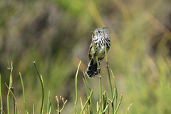 Anairetes flavirostris