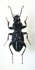 Pterostichus coracinus