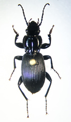 Pterostichus coracinus