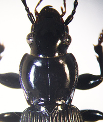 Pterostichus coracinus