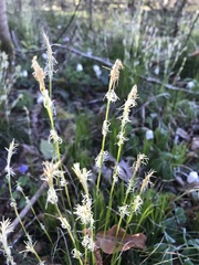 Carex alba