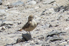 Geositta cunicularia