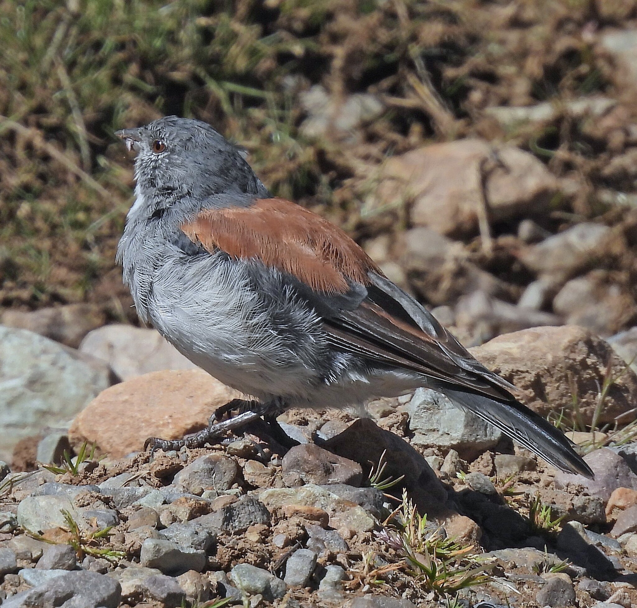 Red-backed Sierra Finch (Idiopsar dorsalis), photo 9