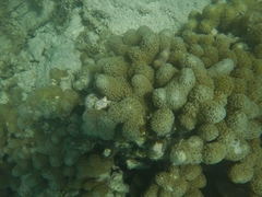 Porites porites