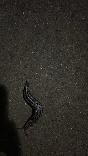 Limax maximus