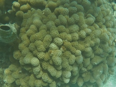 Porites porites