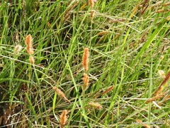 Carex elata