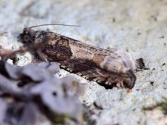 Pseudexentera spoliana