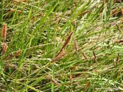 Carex elata