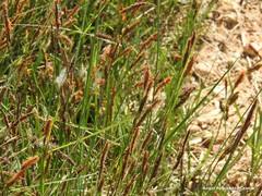 Carex elata