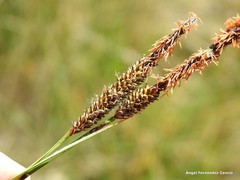 Carex elata