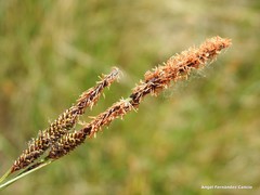 Carex elata