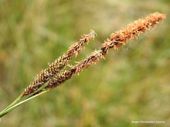 Carex elata