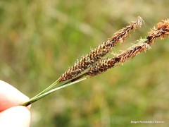 Carex elata