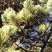 Cooper's Pine - Photo (c) Francisco Ortiz Navarro, some rights reserved (CC BY-NC), uploaded by Francisco Ortiz Navarro