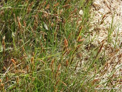 Carex elata