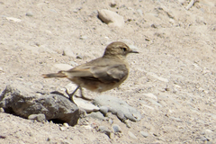 Geositta cunicularia