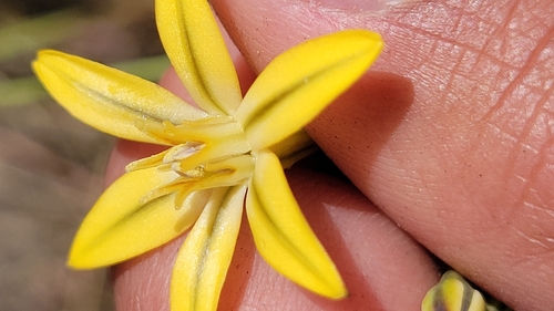 iNaturalist observation photo of Prettyface