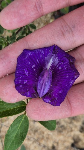 Centrosema brasilianum